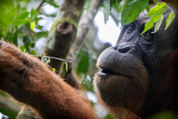 Orangutanes en libertad en la selva de Sumatra