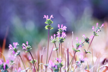 春の野原に咲くホトケノザのピンクの花