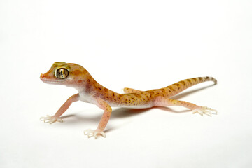 Fototapeta premium Lichtenstein's short-fingered gecko, elegant gecko // Engfingergecko, Lichtensteins Dünnfingergecko (Stenodactylus sthenodactylus)