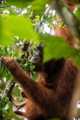 Fototapeta premium Orangutanes en libertad en la selva de Sumatra