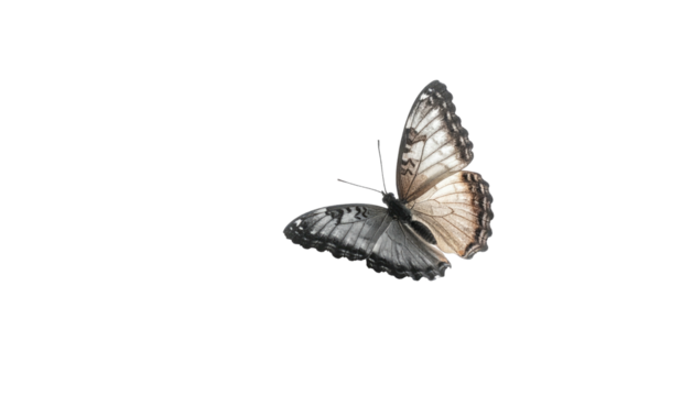 Butterfly with taupe and gray mottled wings, isolated on black