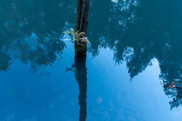 Wilczy staw z drzewami odbijającymi się w spokojnej wodzie wzdłuż górskiego szlaku turystycznego na Chrobaczą łąkę, tworzący pogodny i nastrojowy krajobraz naturalny. © Elżbieta Kaps