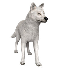 3D rendered fantasy white wolf illustration isolated on transparent background