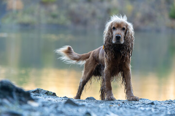 Portret psa cocker spaniel angielski nad woda.  © Elżbieta Kaps