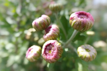 Obraz premium pink poppy flower