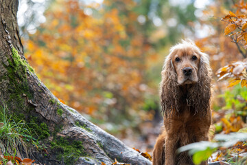 Portret cockera spaniela w jesiennym lesie