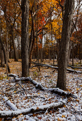 741-28 Snow Dusted Autumn Woods