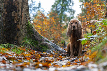 Portret cockera spaniela w jesiennym lesie
