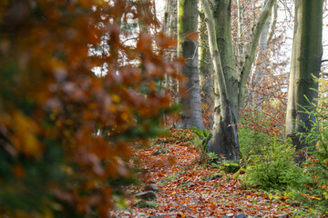 Jesień w lesie, górski las w Beskidach.