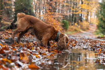Portret cockera spaniela w jesiennym lesie