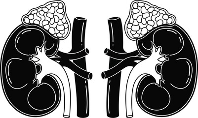 Diagram of human kidneys with ureters illustrating renal anatomy in black and white