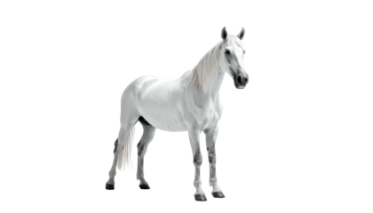 White horse stands gracefully, isolated on a black background