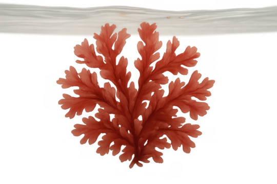 Red seaweed plant on transparent background, marine life botanical illustration symbolizing aquatic nature and ocean ecosystem