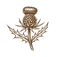 Fototapeta premium Detailed sketch of a scottish thistle plant in a classic vintage art style