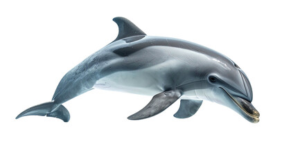 Dolphin leaping, graceful and sleek, against a dark backdrop