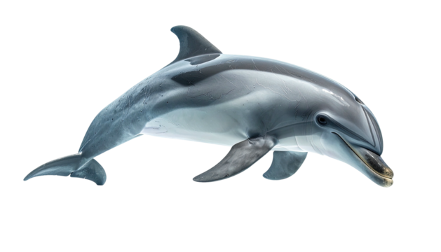 Dolphin leaping, graceful and sleek, against a dark backdrop