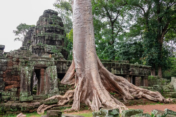 The powerful roots of a giant Spung tree sprawl over the ancient stone walls of a jungle temple, showcasing nature's reclamation of the magnificent Khmer ruins in Angkor, Siem Reap, Cambodia.
