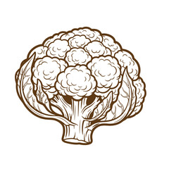 Detailed brown sketch of a healthy cauliflower on a white background