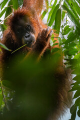 Orangután en su hábitat natural