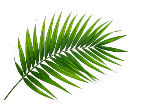 Close-up of a vibrant green palm frond with detailed texture and a dark background. Natural light highlights the frond's structure