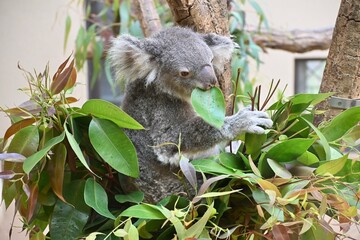 木の上で葉っぱを食べる動物園のコアラ