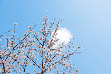 桜と空