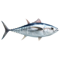 Obraz premium Whole fresh tuna fish swimming on transparent background