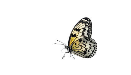 Obraz premium Black-veined white butterfly, wings angled, on black background