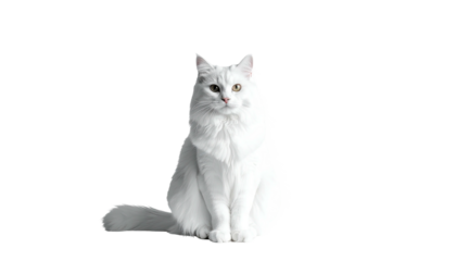 Elegant white long-haired cat seated against a dark backdrop