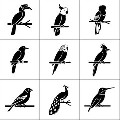 Collection of nine different bird species isolated on white background