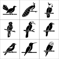 Collection of nine different bird species isolated on white background