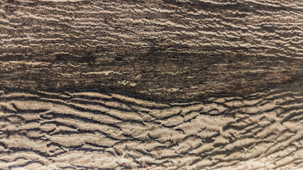 High-resolution close-up of aged wooden bark texture with rough patterns, cracked surfaces, and natural earthy tones suitable for rustic backgrounds and organic abstract compositions