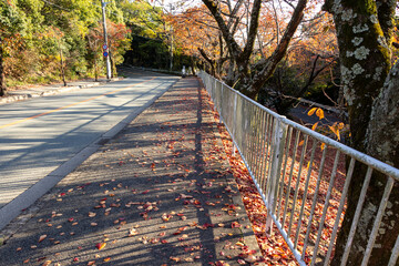 紅葉に彩られた秋の歩道