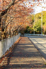 紅葉に彩られた秋の歩道