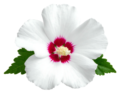 Close-up of a vibrant, white bloom with a deep crimson center and delicate yellow stamen, framed by green leaves
