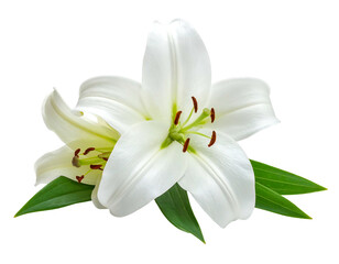 Close-up view of two white, open flowers with visible stamens and vibrant green leaves. The delicate petals are soft