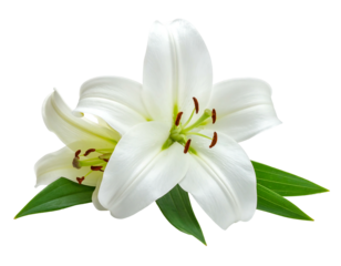 Close-up view of two white, open flowers with visible stamens and vibrant green leaves. The delicate petals are soft