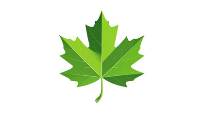Fototapeta premium A vibrant, detailed illustration of a maple leaf, rendered in shades of green. It has a complex, textured surface, isolated on black