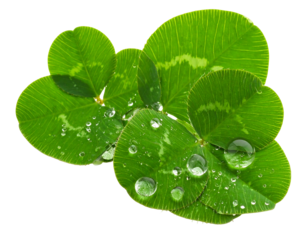 Close-up of lush green clover leaves, several with shimmering water droplets, against a plain black background