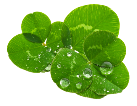Close-up of lush green clover leaves, several with shimmering water droplets, against a plain black background