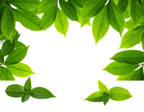 Close-up of lush green leaves forming an asymmetrical frame with a deep black void as the focal point