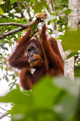 Orangután en su hábitat natural