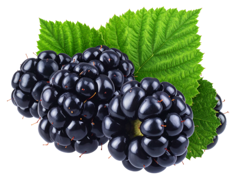 Close-up studio shot of a cluster of ripe, dark-colored berries with green, textured leaves. Isolated against a black background - Powered by Adobe