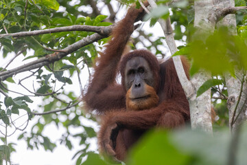 Orangután en su hábitat natural