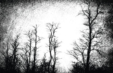 The mysterious forest. Silhouette of bare trees. Gothic style black and white illustration	