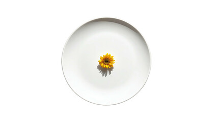 Isolated sunflower head on simple white plate, dark backdrop