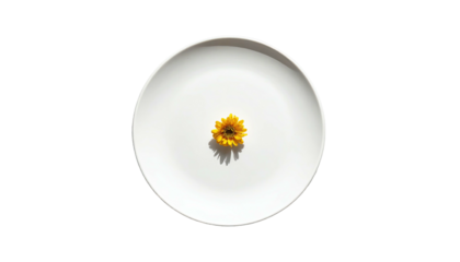 Isolated sunflower head on simple white plate, dark backdrop