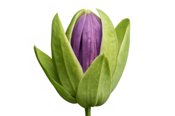 Purple flower bud unfolding, representing new beginnings, growth, and natural beauty with transparent background