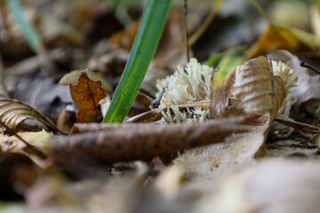 A low-angle macro shot shows a delicate, white coral-like fungus nestled among fallen autumn leaves and a single blade of green grass. The warm brown and golden tones of the foliage contrast with the 