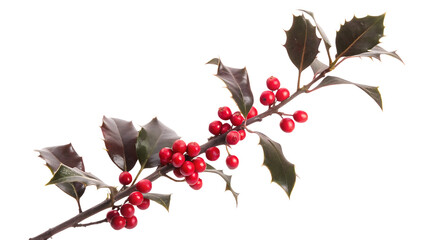 Single Holly Branch with Red Berries and Dark Green Leaves Isolated winter isolated on a transparent background